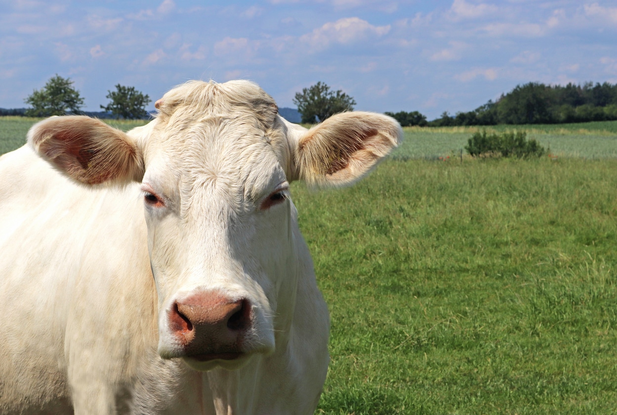 Texas Cattle Ranch Hit With Lawsuit After Bull Tramples Worker